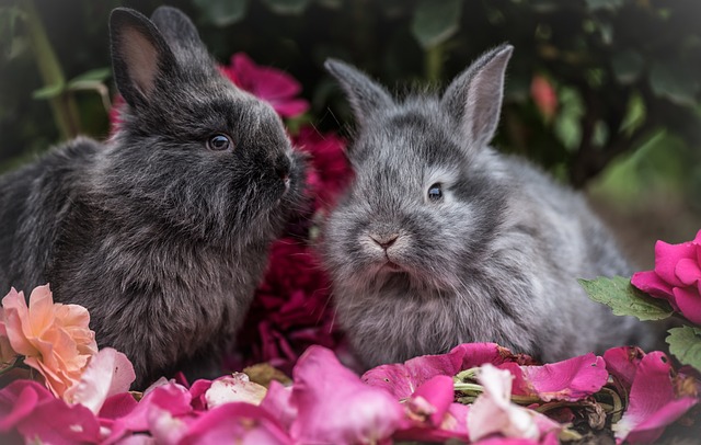 2 konijnen als huisdier