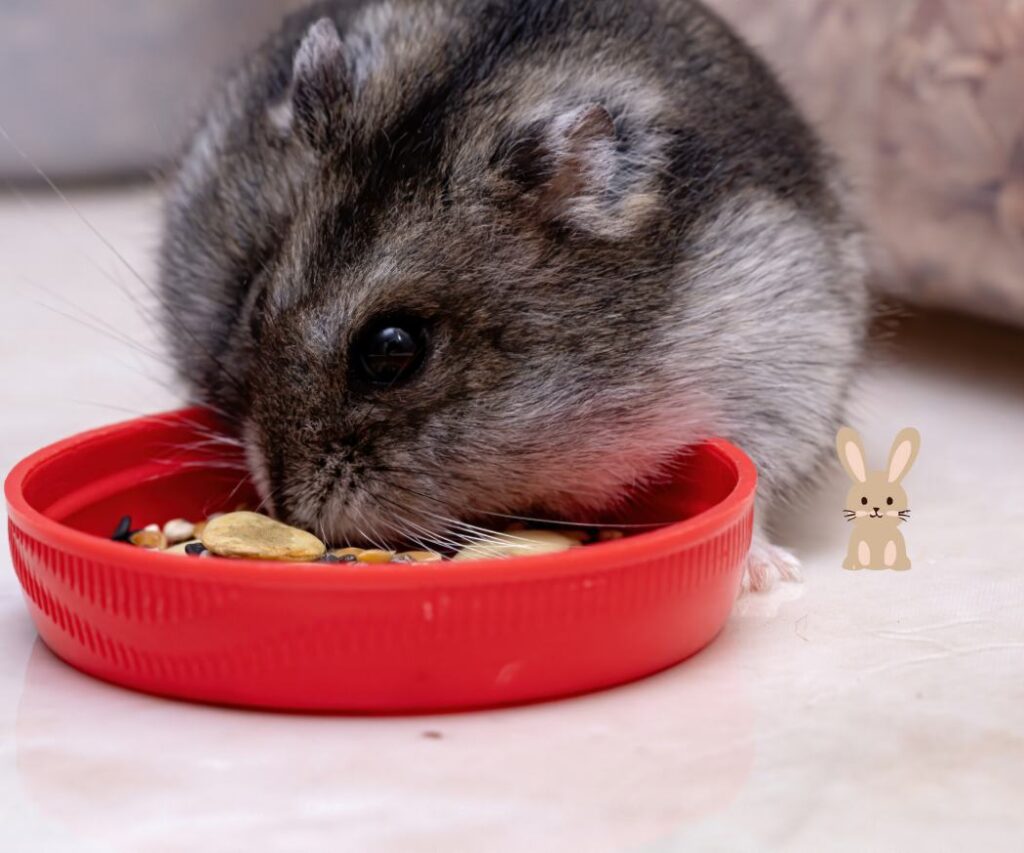 Russische Dwerghamster aan het eten - soorten hamsters