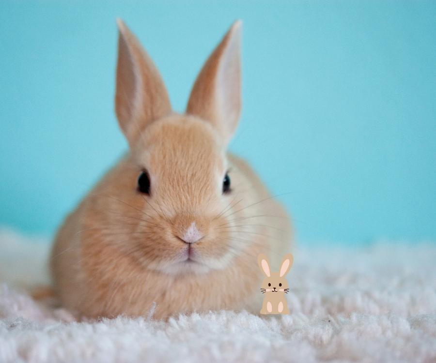 schattig konijn: satijn konijn