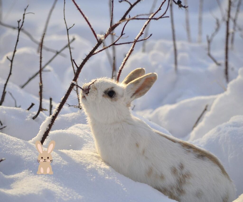 Wild konijn in de sneeuw
