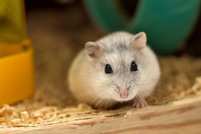 hamster als huisdier in kooi
