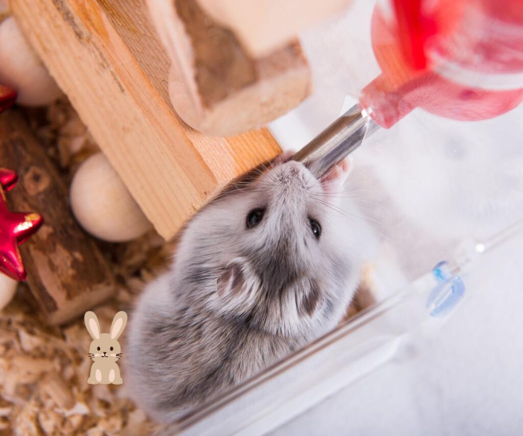 hamster drinkt uit drinkfles