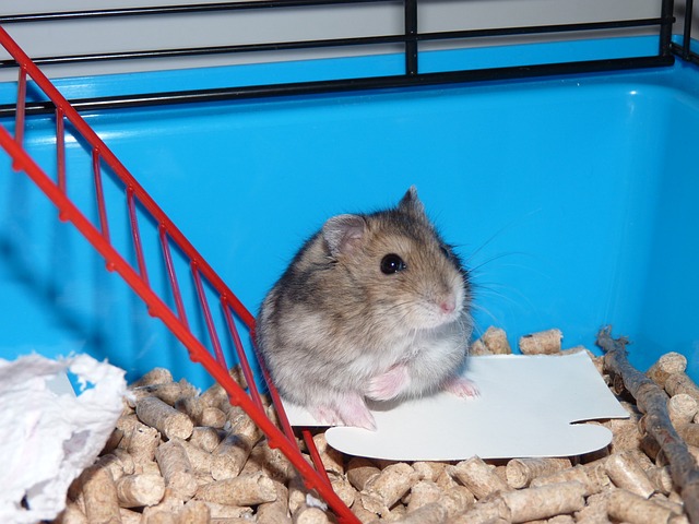 hamster in hamsterkooi