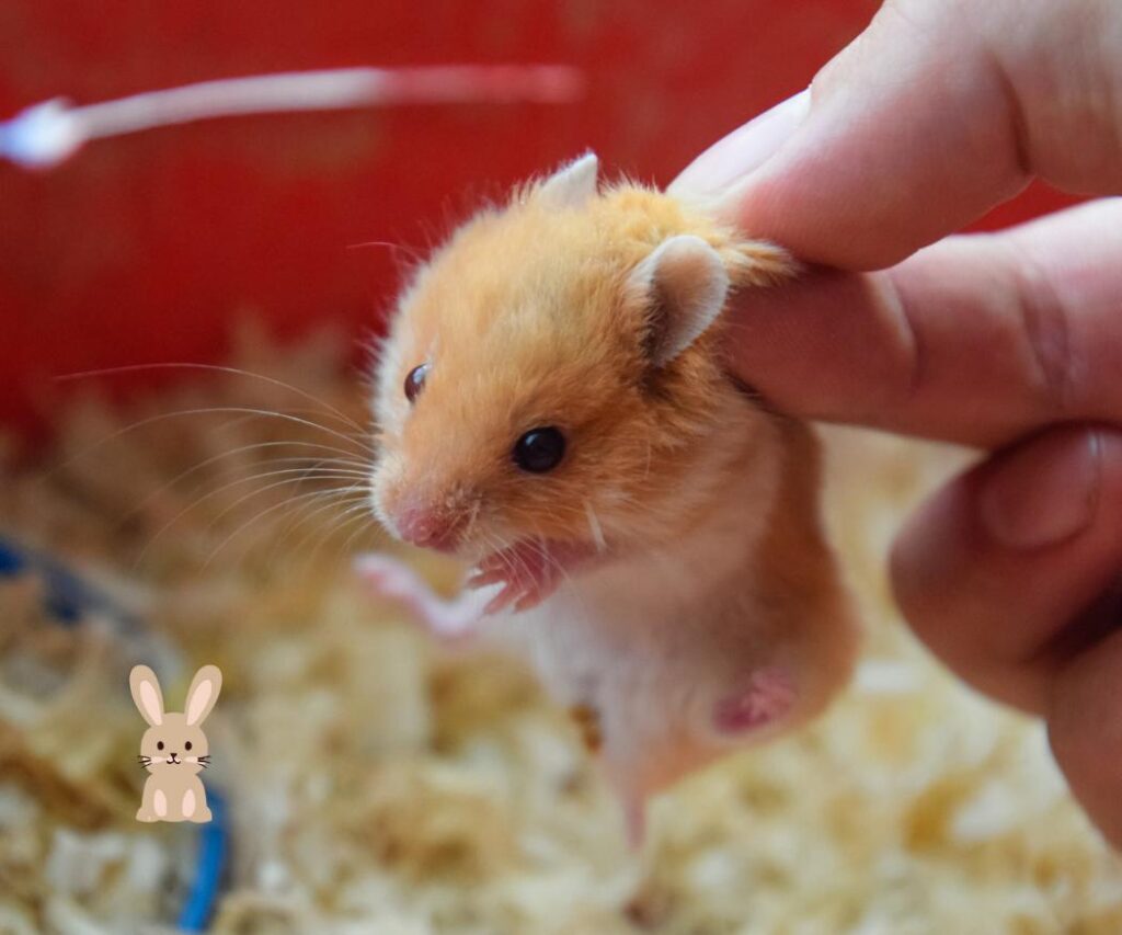jonge hamster in hand