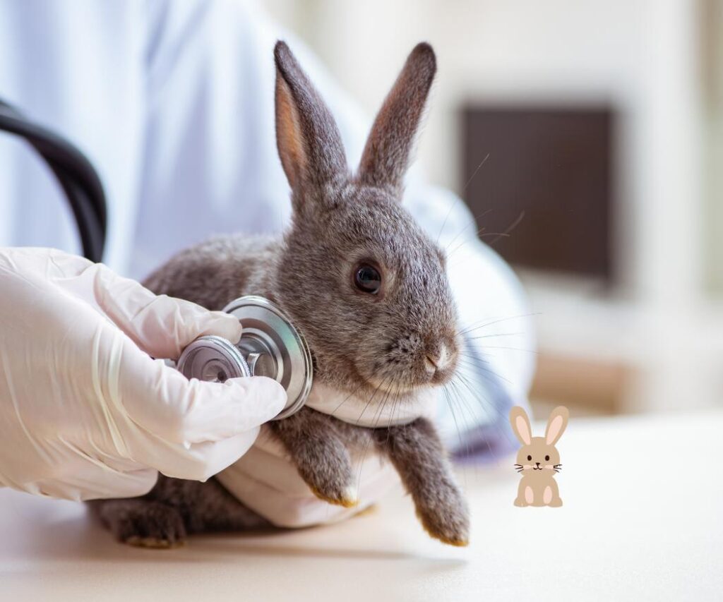 ziek konijn bij de dierenarts - myxomatose