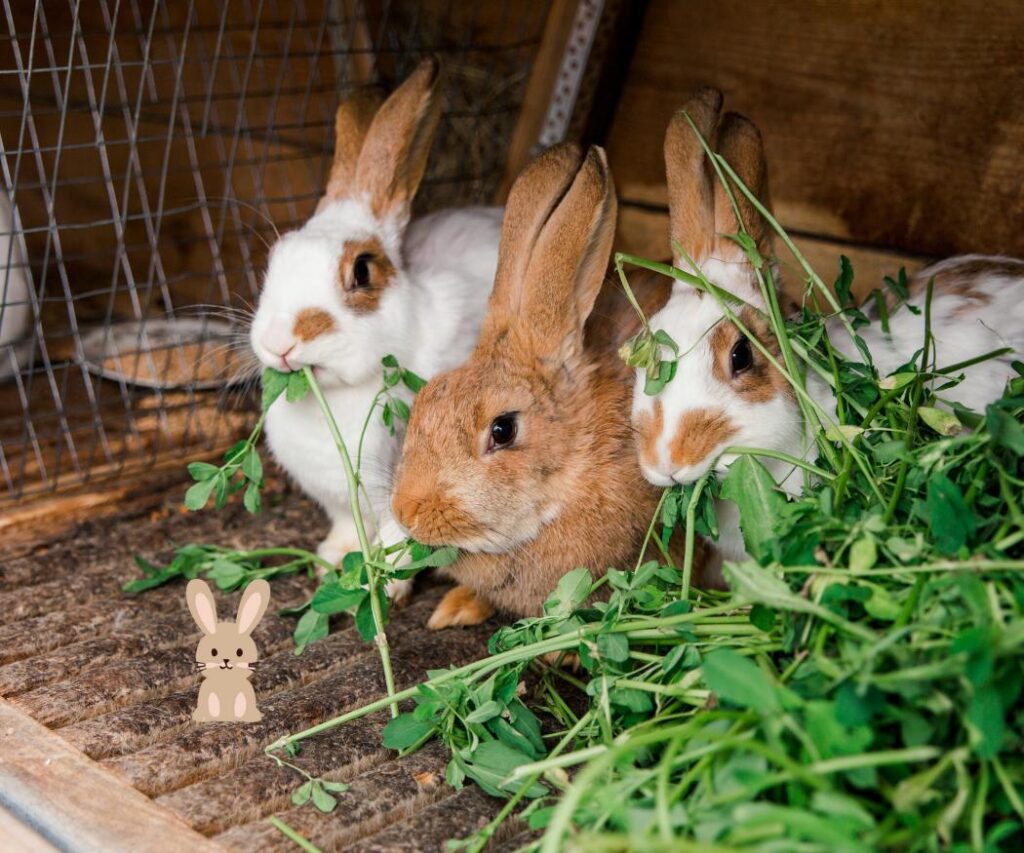 mannetjes konijnen samen