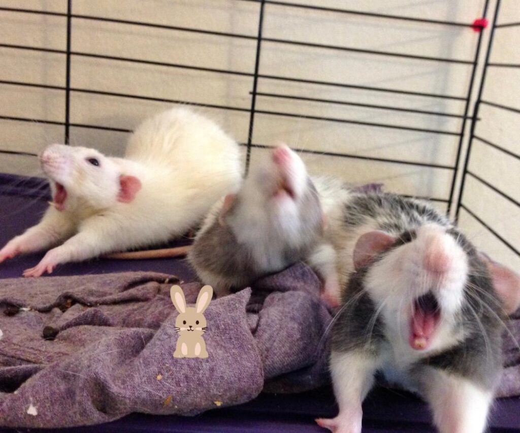 3 verschillende tamme ratten