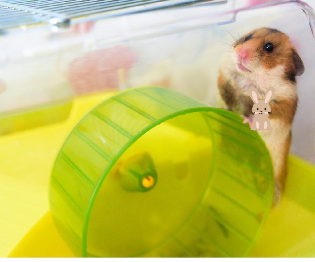Hamster speelt met hamsterspeelgoed