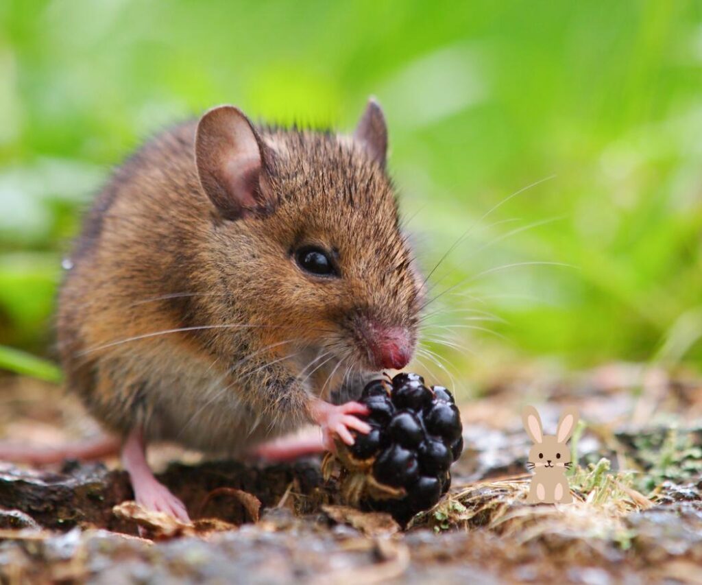 beste voer muis