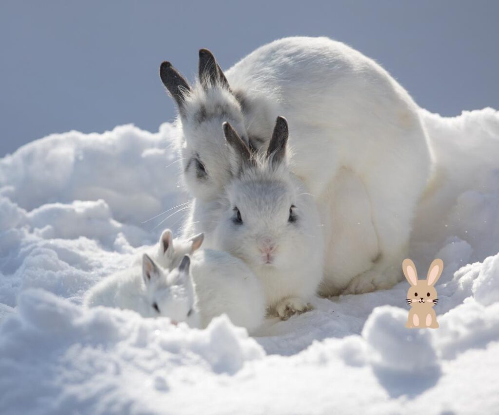 familie konijnen in de winter buiten