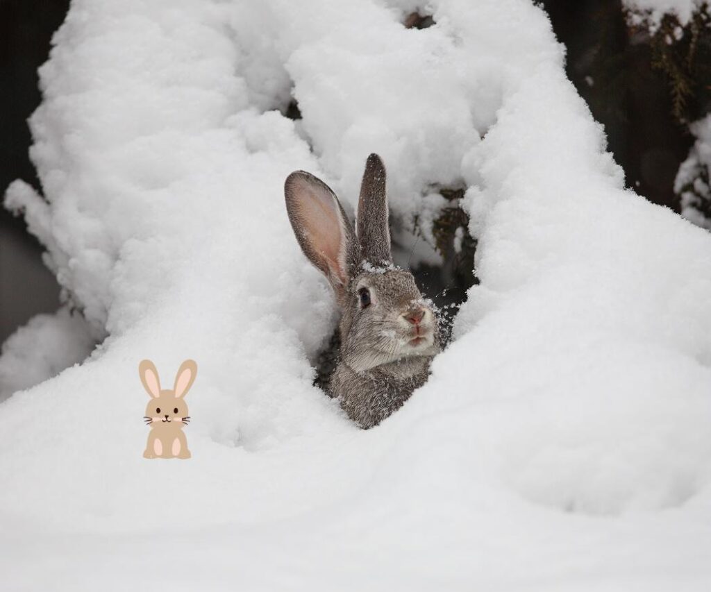 konijn in de winter buiten in de sneeuw