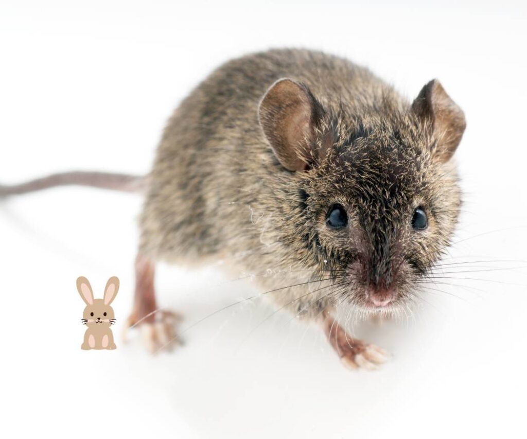 rat of muis: wie knaagt er?