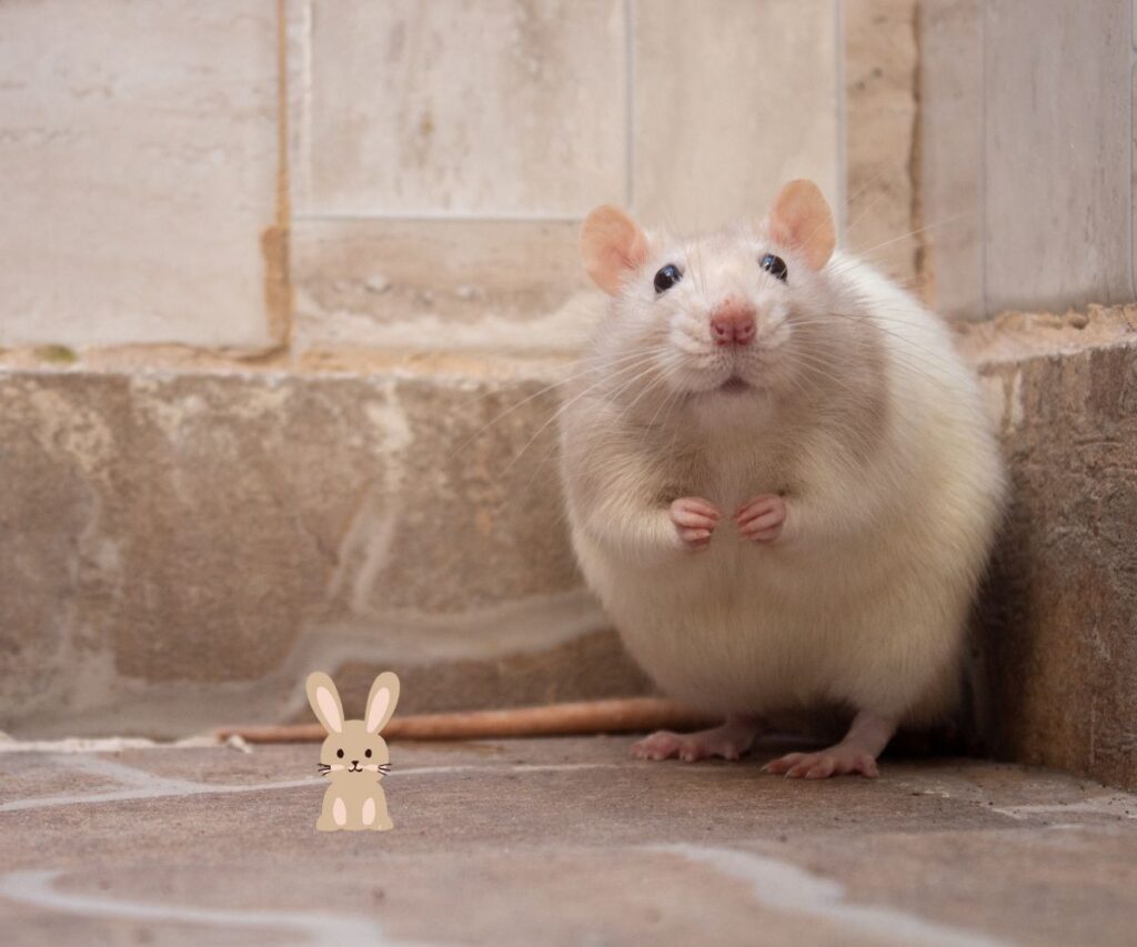 rat of muis: wat is het?