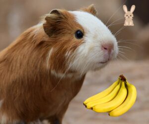 Mogen cavia's banaan eten?