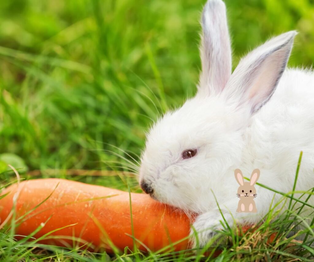 Mag een konijn wortel?