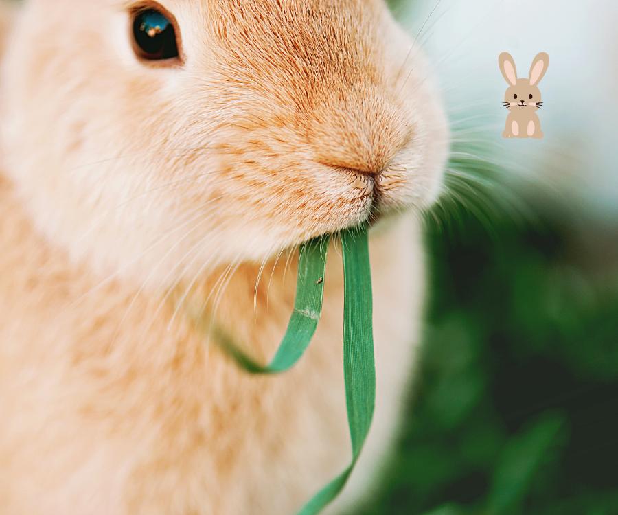 welke groente mag een konijn?