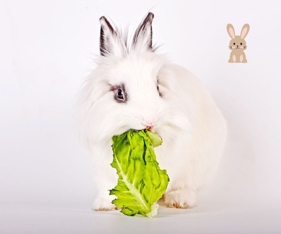 konijn eet groente