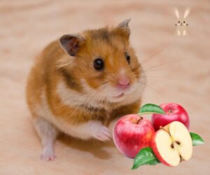 mag hamster appel?