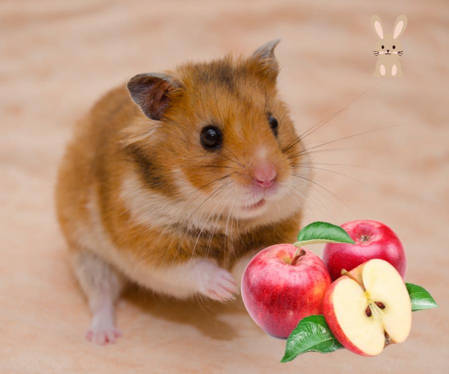 mag hamster appel?