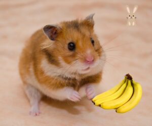 Mogen hamsters bananen eten?