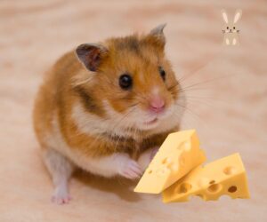 mogen hamsters kaas eten?